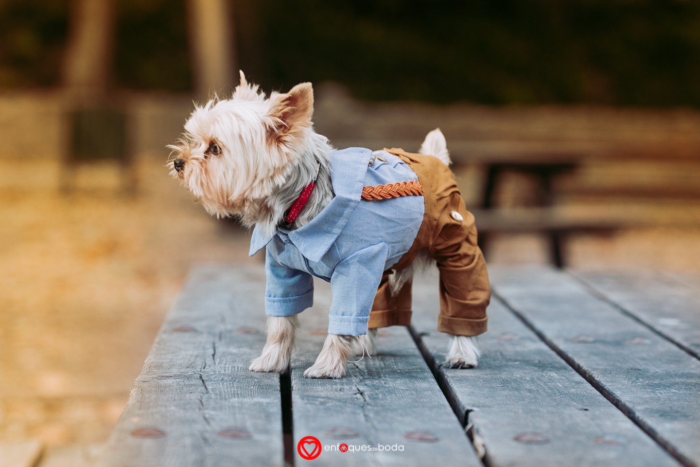 5P5A9999PREBODA DANIEL Y LORENA