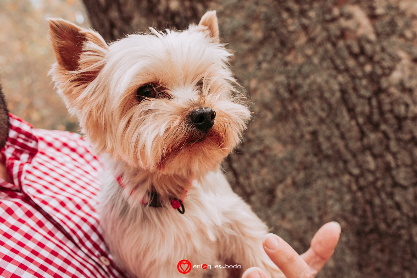 IMG_3963PREBODA DANIEL Y LORENA